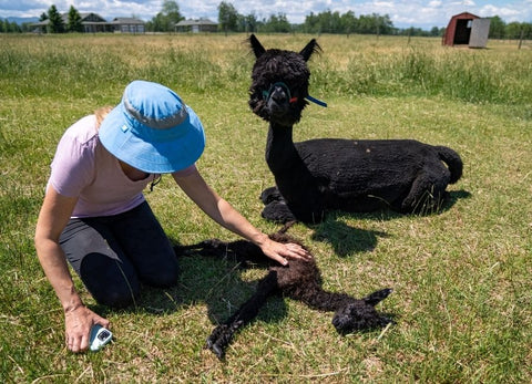 woman, baby alpaca and mom alpca