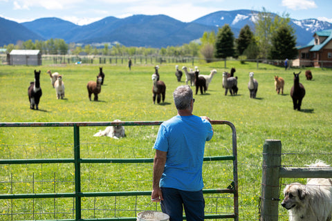 Man looking out over alpaca herd