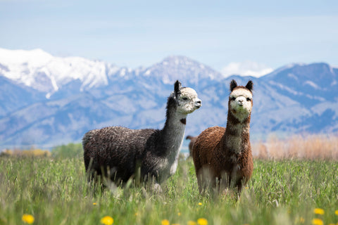 Two alpacas in a field in front of a mountain