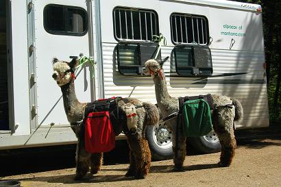 Pack out to see alpacas!