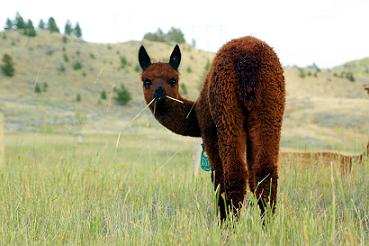 Wealth Building on An Alpaca farm as an Alpaca investment