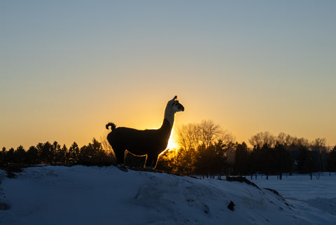 guard llama in the sunset