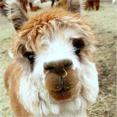 Alpaca Terms, definitions and phrases