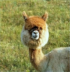 Running an alpaca business