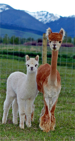 Alpaca Terms, definitions and phrases