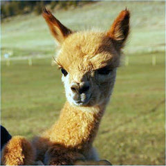 Alpaca Values