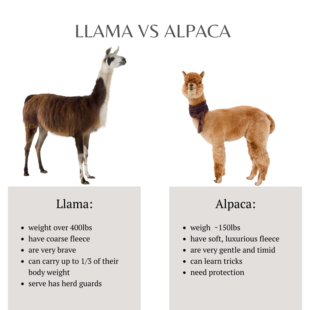 alpaca vs llama infograph