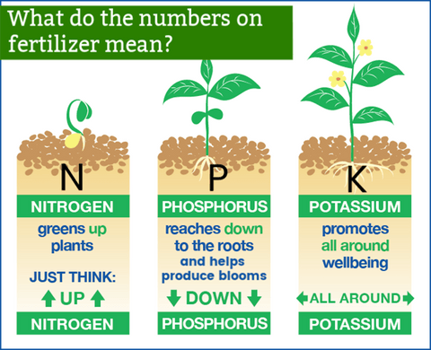 NPK diagram showing the benefits of Nitrogen, Phosphorus and Potassium