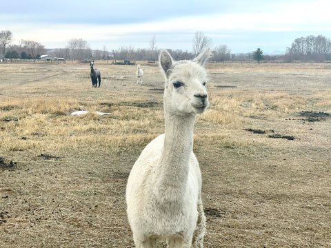 white alpaca named Carrie in pasture