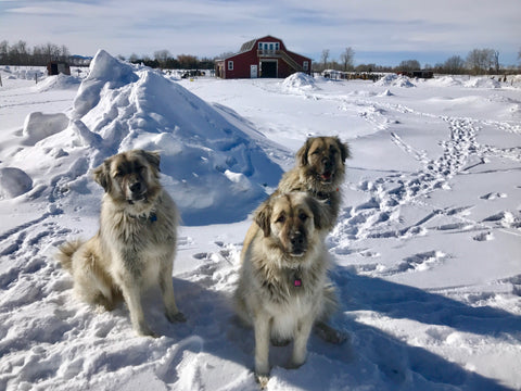 three anatolian shepherd guard dogs sitting in the snow at alpaca farm