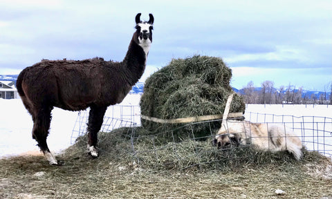 brown and white guard llama next to pile of hay where anatolian shepherd is sleeping