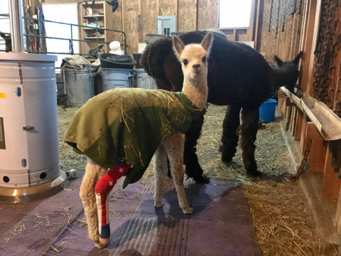 baby alpaca in barn eating hay in cute blanket with older alpaca