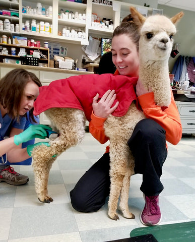 baby alpaca in red sweater at the vet getting a cast put on