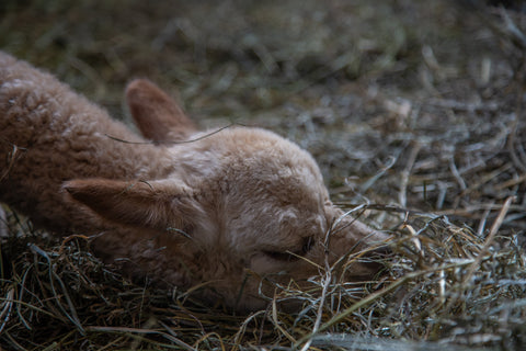 baby alpaca sleeping in the hay in a barn