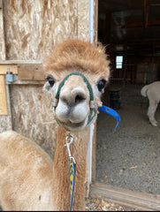 alpaca facial paralysis