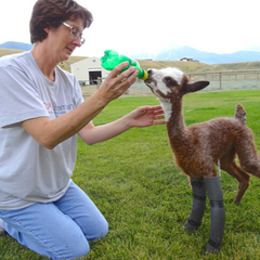 a woman sitting on her knees feeding a baby alpaca through a bottoe