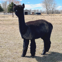 cute fluffy black alpaca standing in field