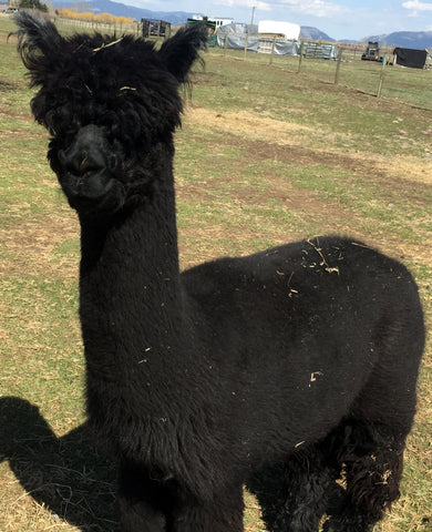 black alpaca in field