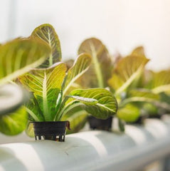 hydroponic grown plants