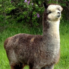 brown and white alpaca standing in green grass