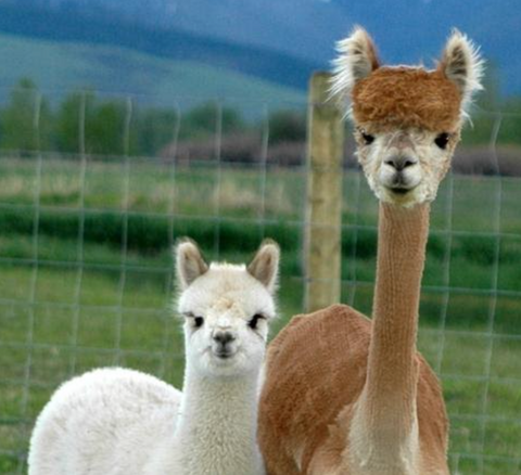 alpacas