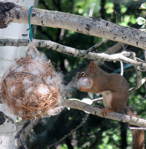 alpaca bird nesting ball