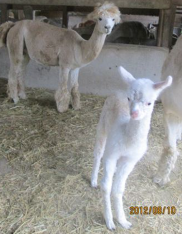 white alpaca with windswept legs