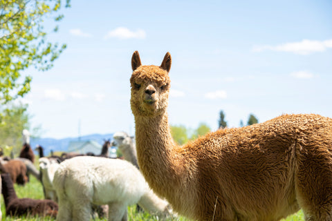 Alpaca looking at the camera in a summer scene