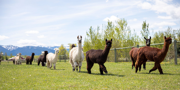 alpacas and llamas walking in the green grass