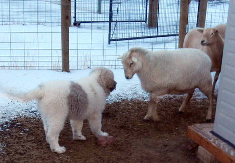 white and brown puppy approaching a sheep
