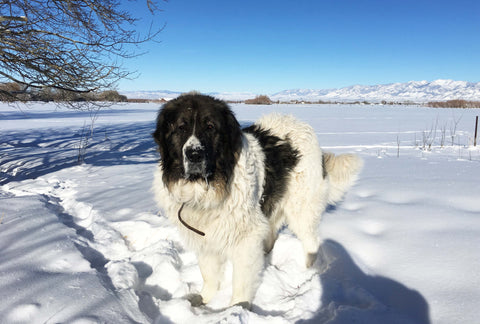 black and white guard dog in the snow