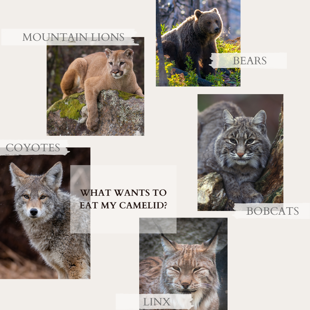 what wants to eat my camelid infograph: mountain lions, bears, linx, bobcats, coyotes