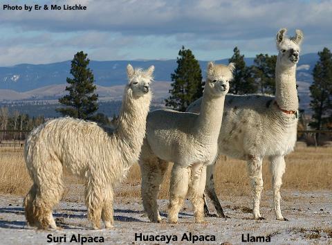 Alpacas vs. Llamas: Differences