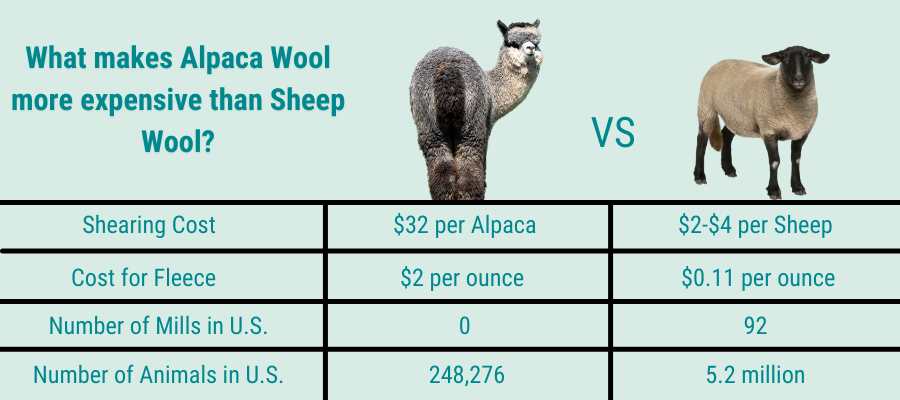 an infographic detailing that alpaca is more expensive to obtain than sheep wool