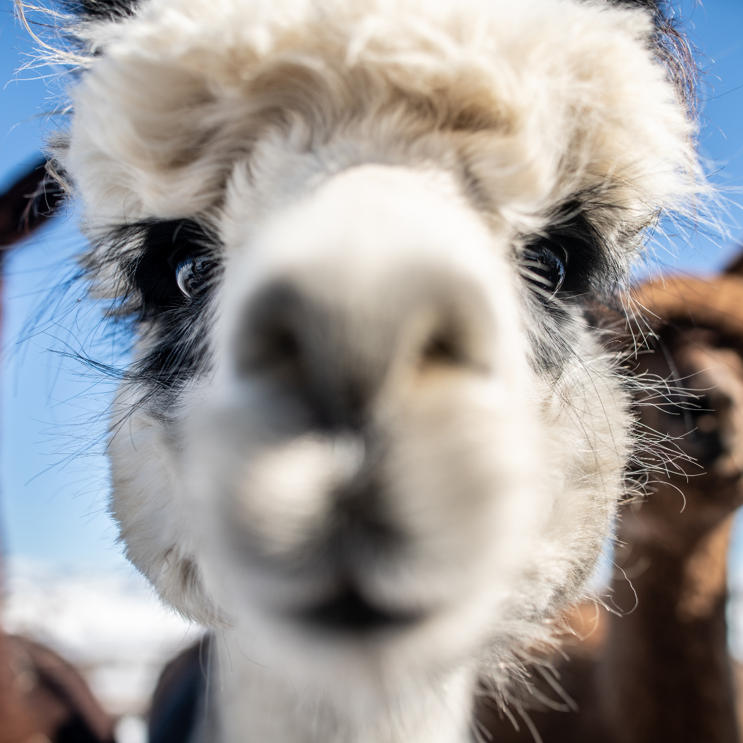 Alpacas for Sale