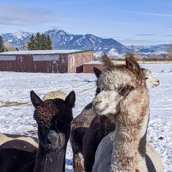 cute alpacas in snow with bridger mountains behind them