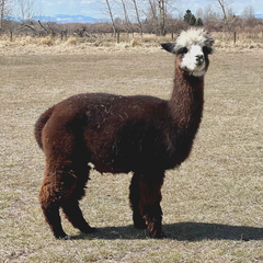 fluffy brown alpaca with white face standing in field