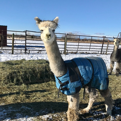 silver gray alpaca wearing a blanket standing by some hay