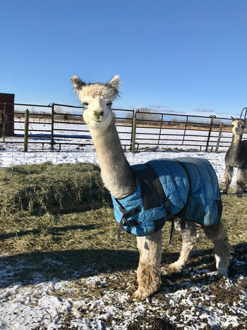 silver gray alpaca, argus, with blue coat on