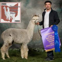 silver gray alpaca standing with his first prize ribbons
