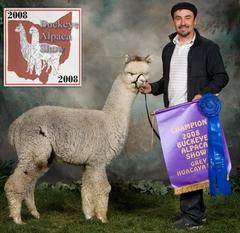 silver gray alpaca argus winning national competition