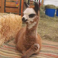 baby alpaca laying on a blanket in a barn