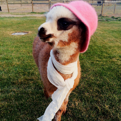 baby alpaca wearing a hat and a scarf