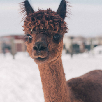 cute brown alpaca in snow