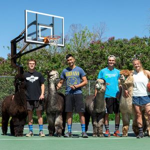 four people standing with four alpacas on a basketball court