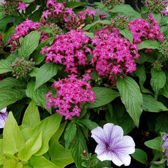 Purple and pink flowers with green leaves in a garden