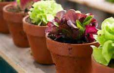 potted plants in brown flower pots