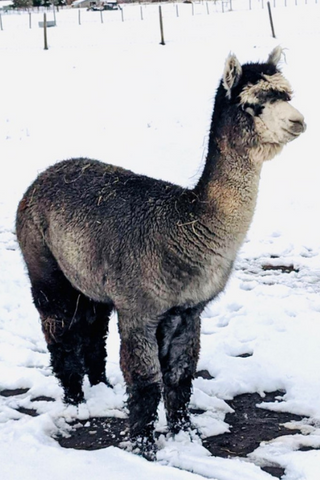 cute close of gray alpaca billy