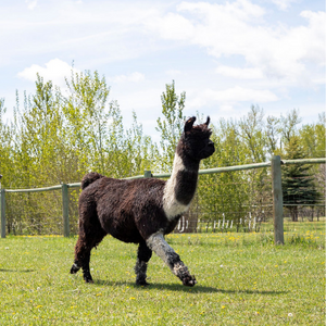 holly the llama walking in the grass