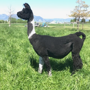 holly the llama after being shorn
